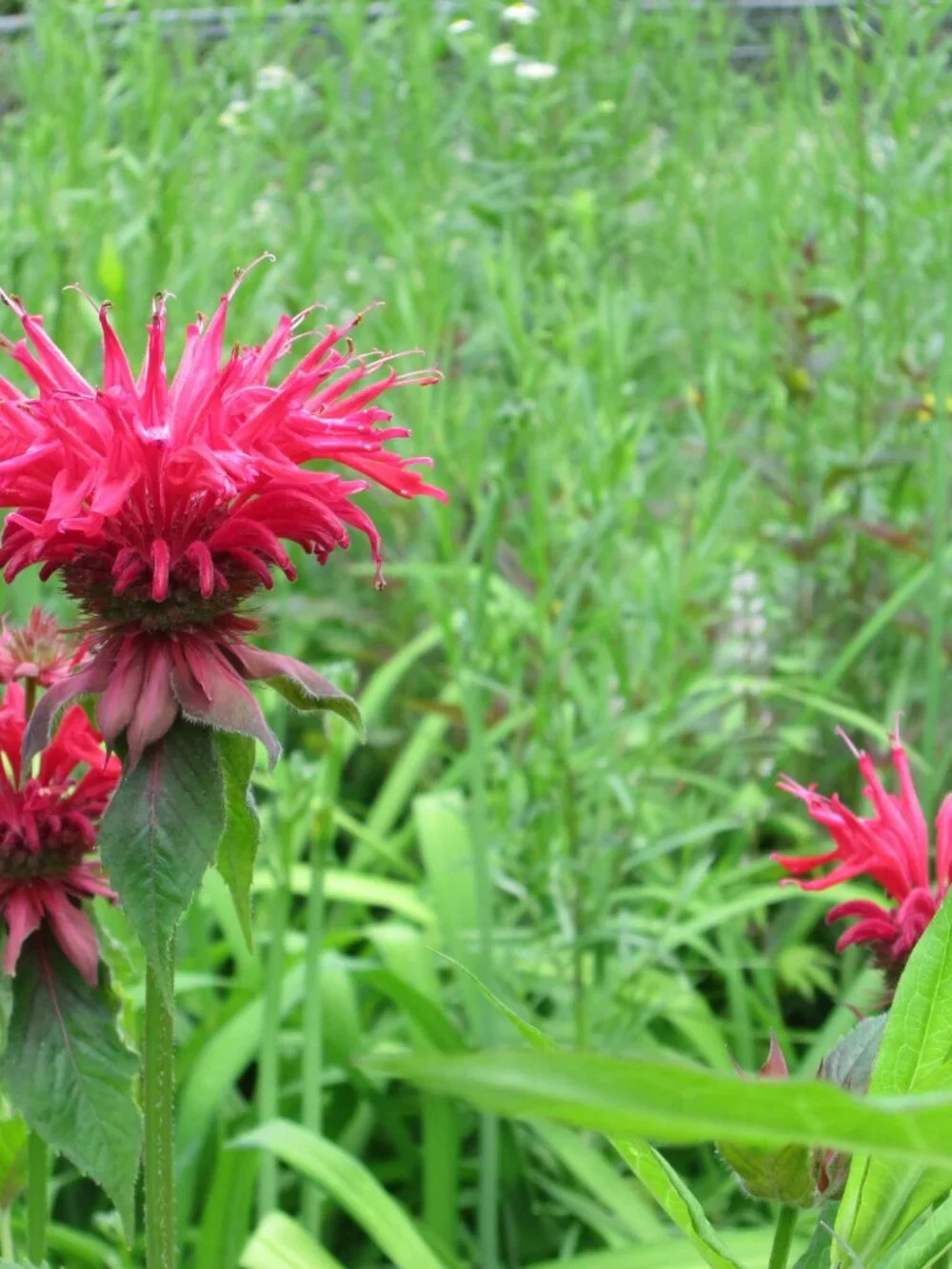 8 scarlett Red bee balm Monarda perennial live plants zone 3-8
